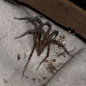 Meet your Posher, Edward